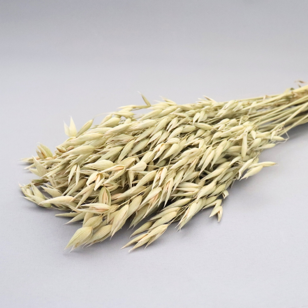 Sušená Avena natur – přirozená dekorace z přírodního ovsa